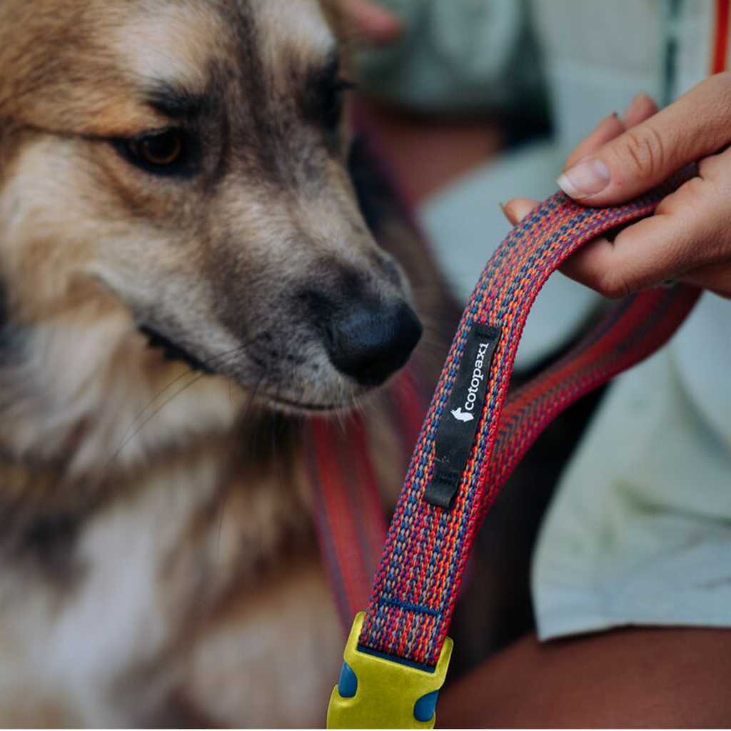 Del Día Dog Leash, Del Día, Detail
