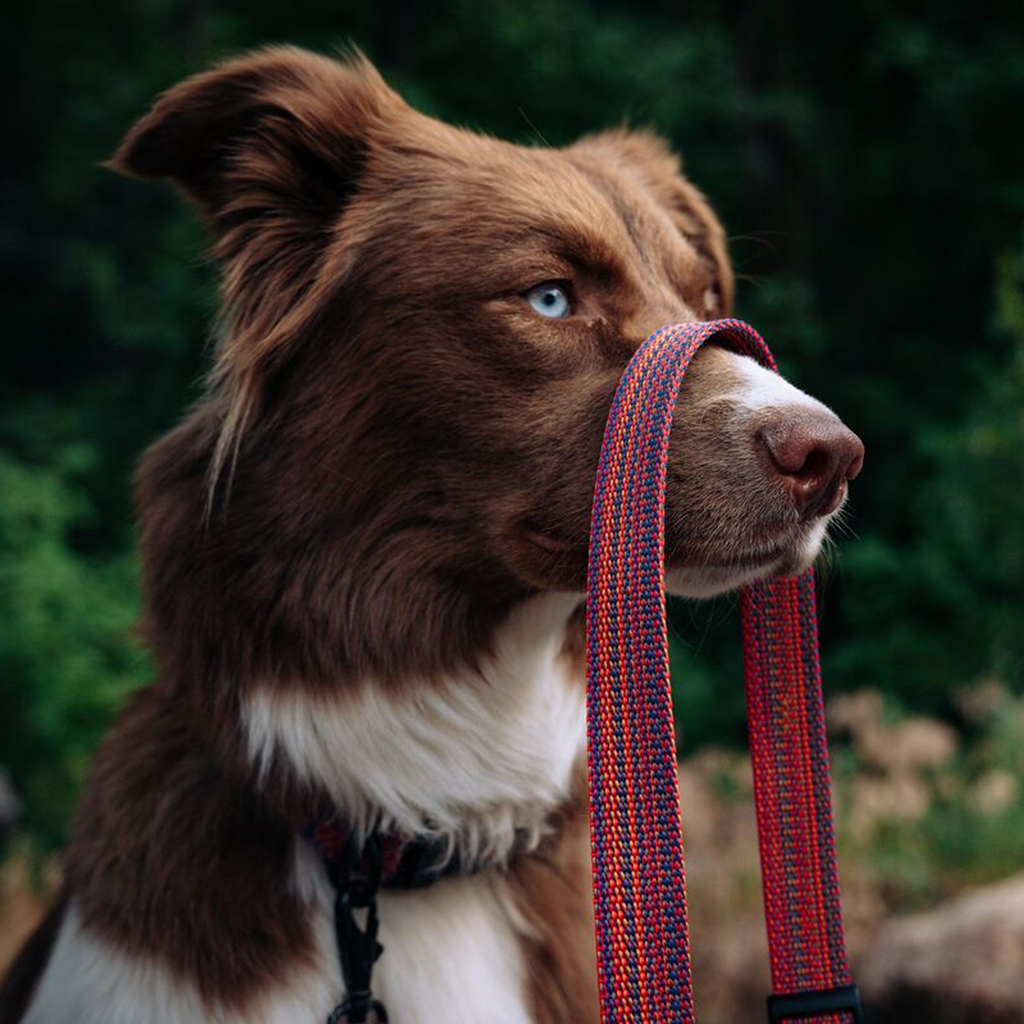 Del Día Dog Leash, Del Día, Detail