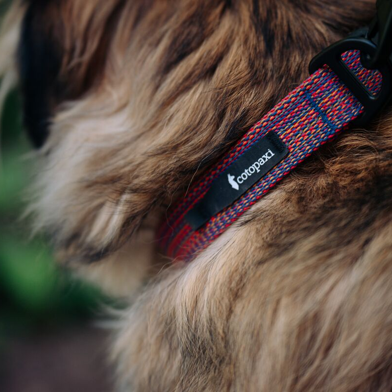 Del Día Dog Collar, Del Día, Detail