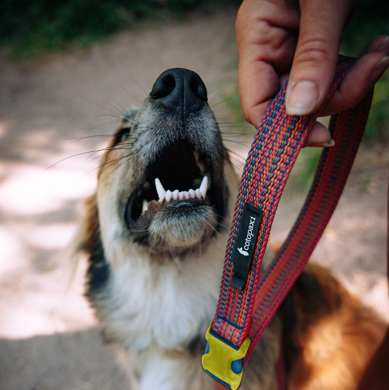 Del Día Dog Leash, Del Día, Detail