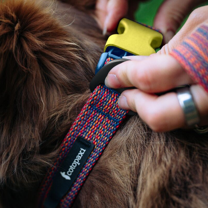 Del Día Dog Collar, Del Día, Detail