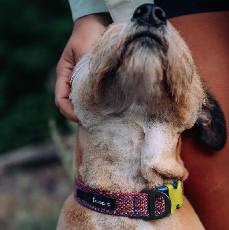 Del Día Dog Collar, Del Día, Detail